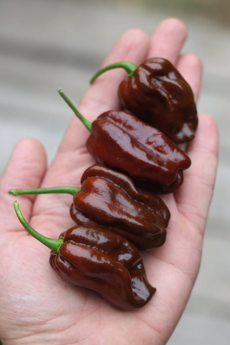 Chocolate Habanero Pepper