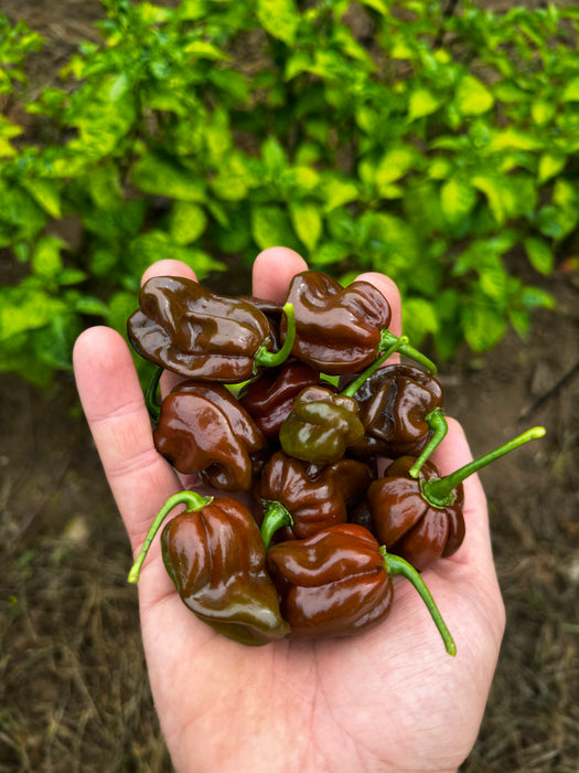 Chocolate Habanero Pepper