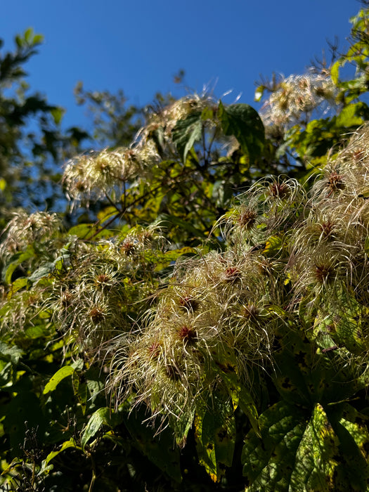 Clematis virginiana - Virgin's Bower