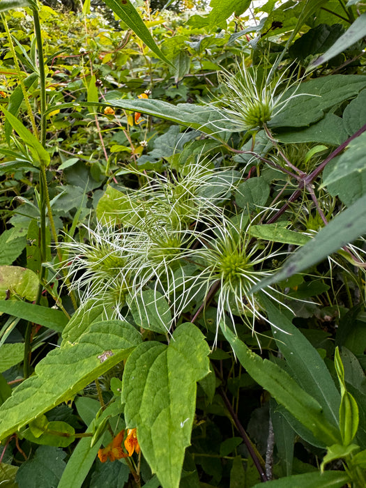 Clematis virginiana - Virgin's Bower