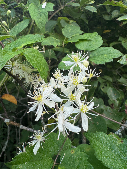 Clematis virginiana - Virgin's Bower