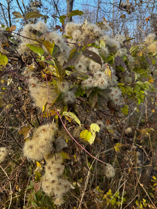 Clematis virginiana - Virgin's Bower