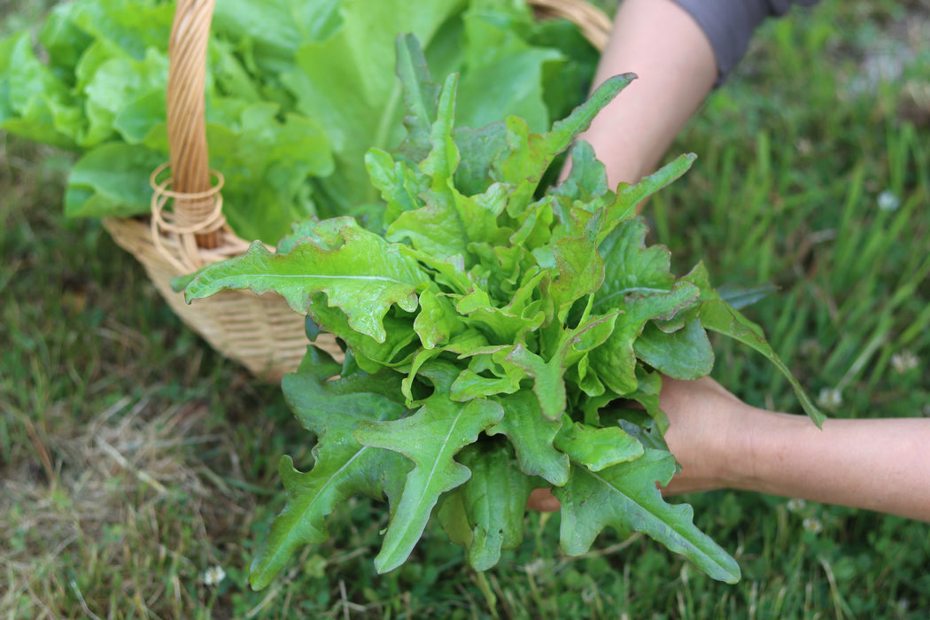 Cocarde Lettuce