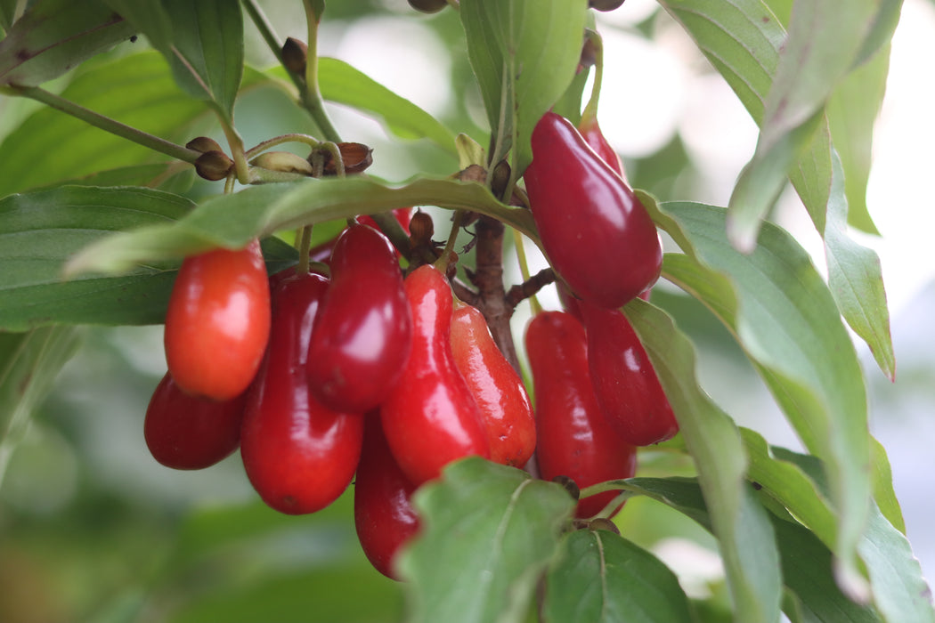 Cornelian Cherry