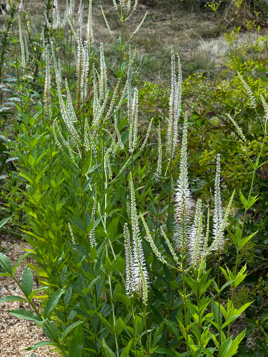 Culver's Root