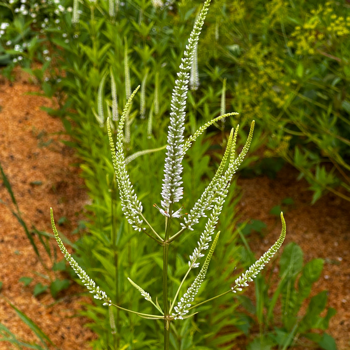 Culver's Root (Veronicastrum virginicum) — Annapolis Seeds