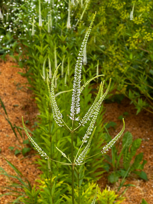 Culver's Root