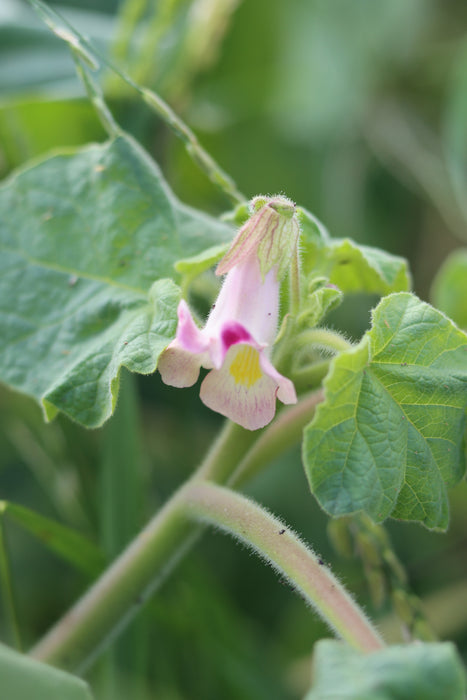 devil's claw plant seeds for sale Devil's Claw Seeds (Proboscidea parviflora) — Annapolis Seeds