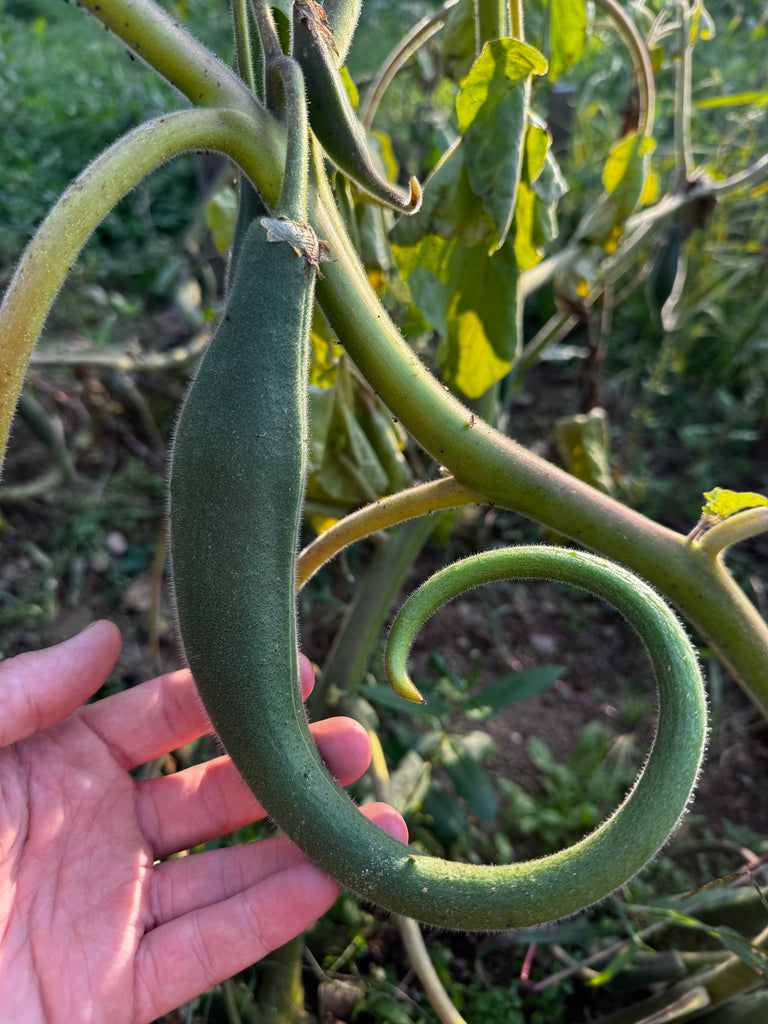 devil's claw plant seeds for sale Devil's Claw Seeds (Proboscidea parviflora) — Annapolis Seeds