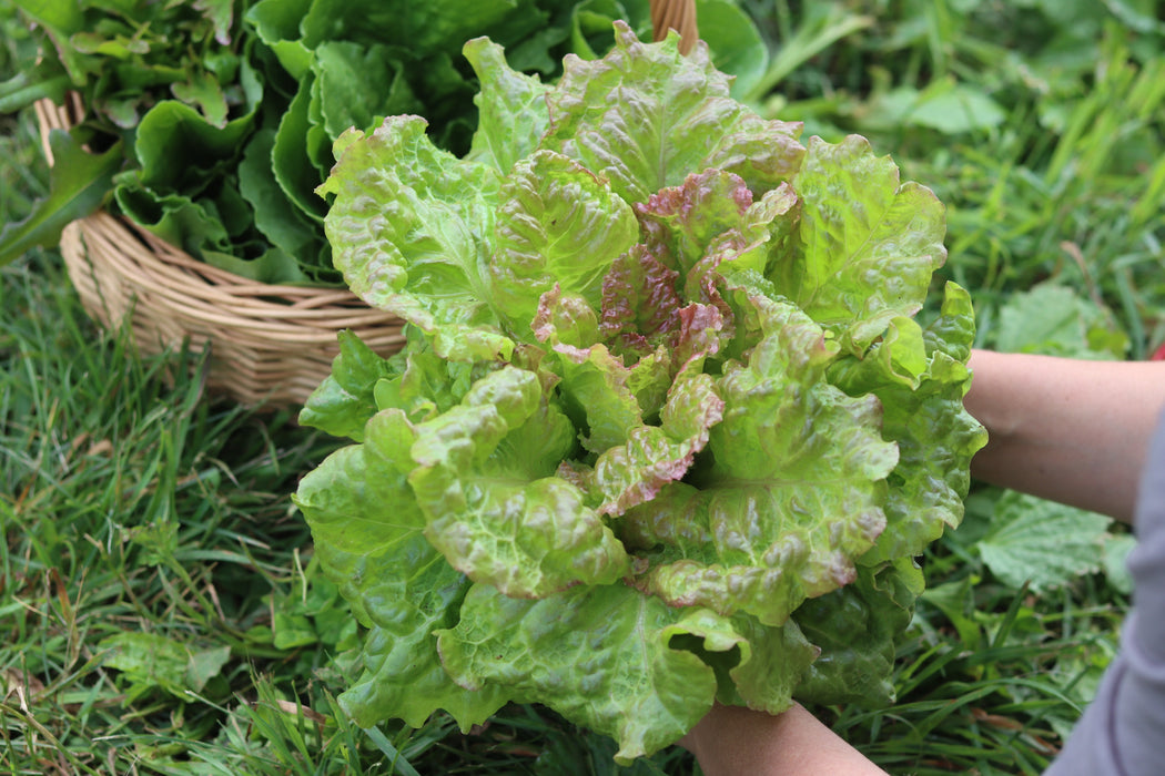 Drunken Woman Lettuce