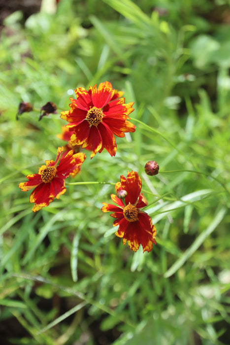 Dwarf Red Dyer's Coreopsis