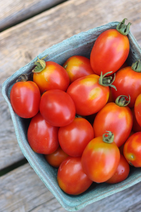 Early Latah Tomato
