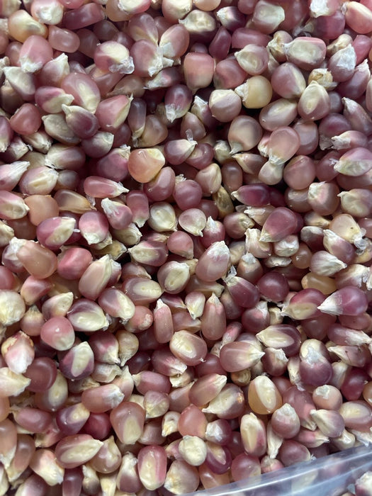 Early Pink Popcorn