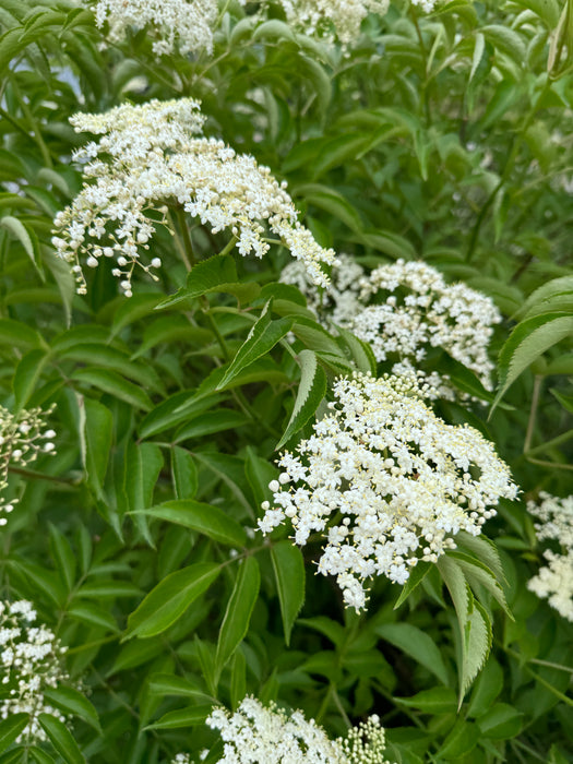 Black Elderberry Mix