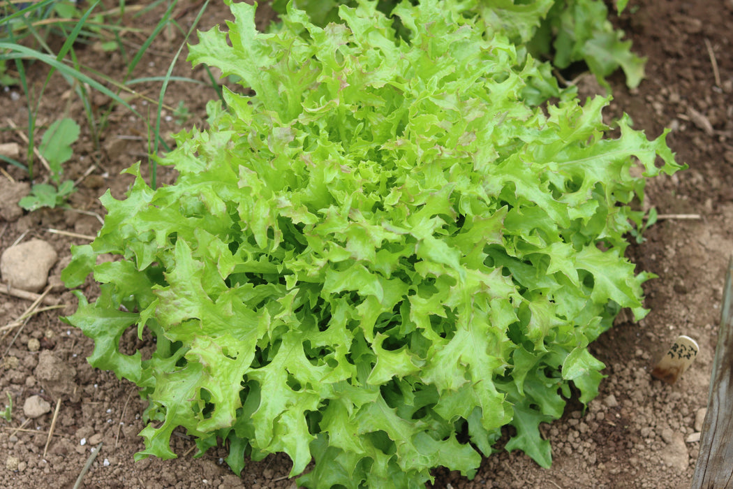 Fine Cut Oak Lettuce