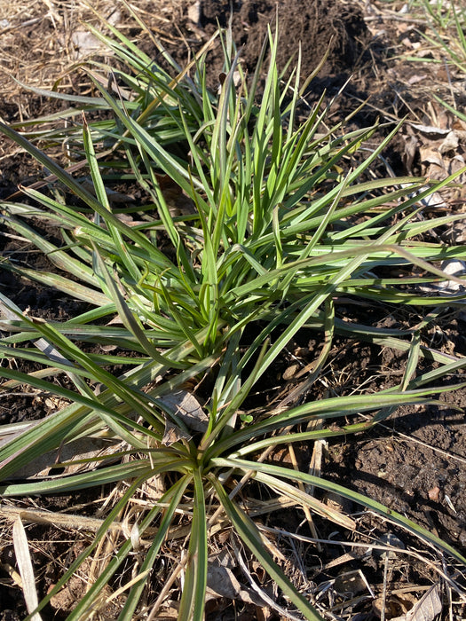 Fiore Blu Salsify