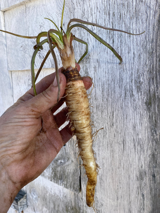 Fiore Blu Salsify