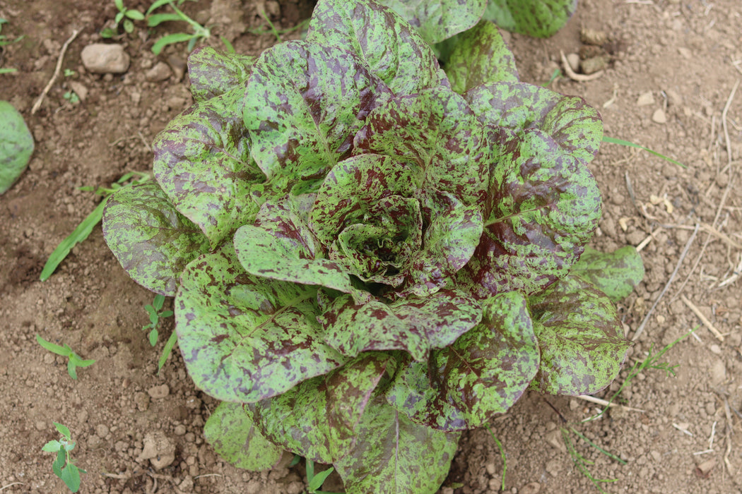 Flashy Butter Gem Lettuce