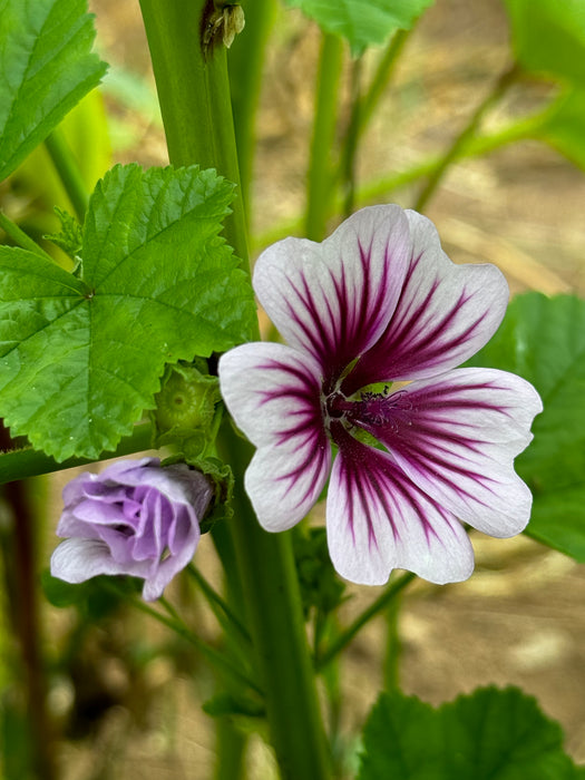 French Mallow