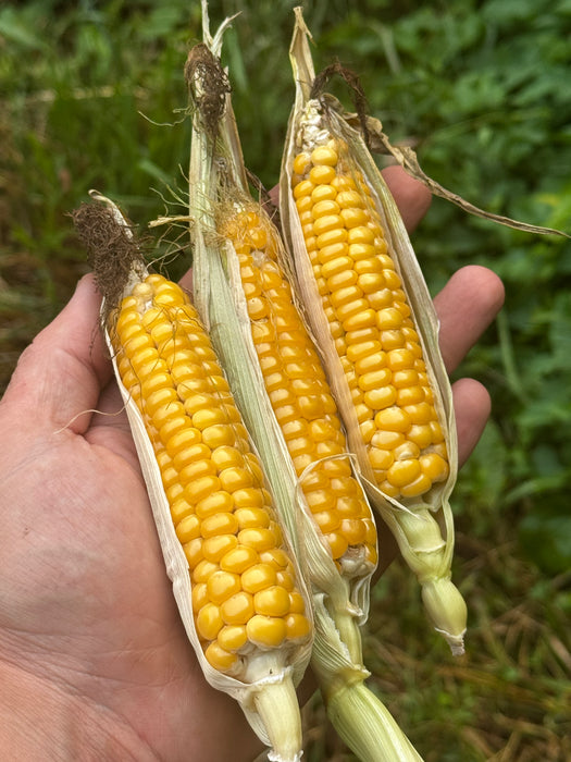 Gaspé Flint Corn