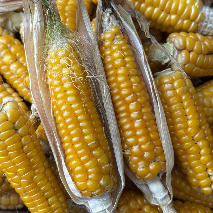 Gaspé Flint Corn