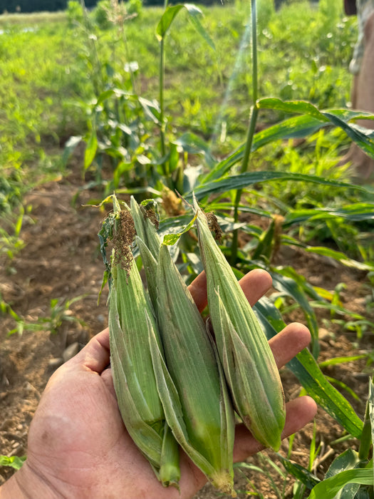 Gaspé Flint Corn