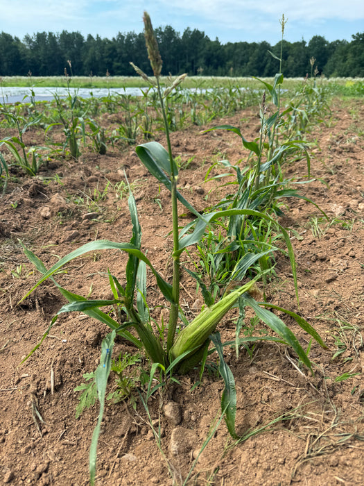 Gaspé Flint Corn