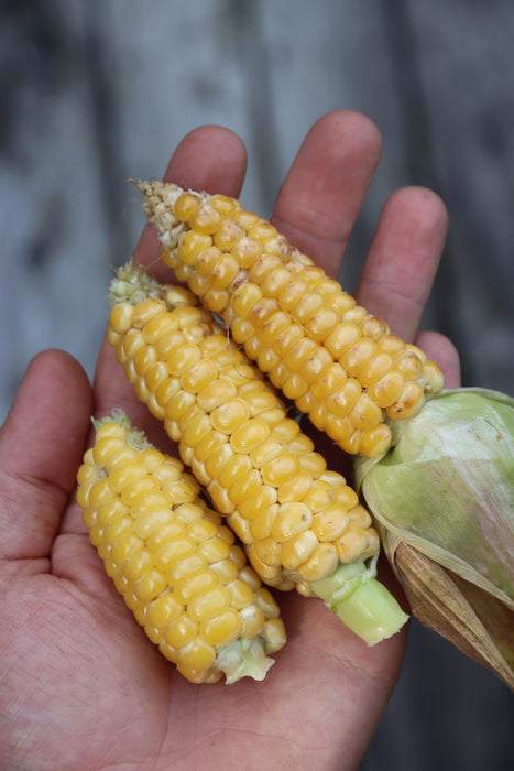 Gaspé Flint Corn