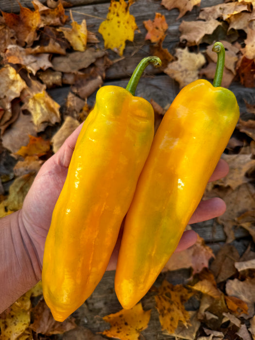 Gatherer's Gold Pepper