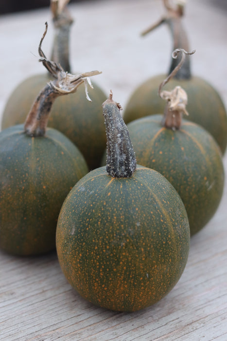 Gem Squash