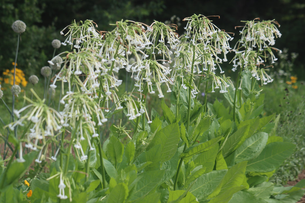 Ghost Pipes Nicotiana