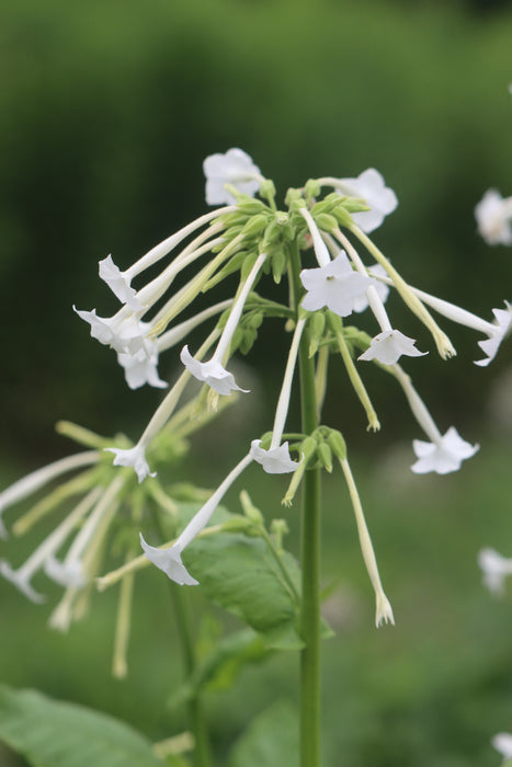 Ghost Pipes Nicotiana