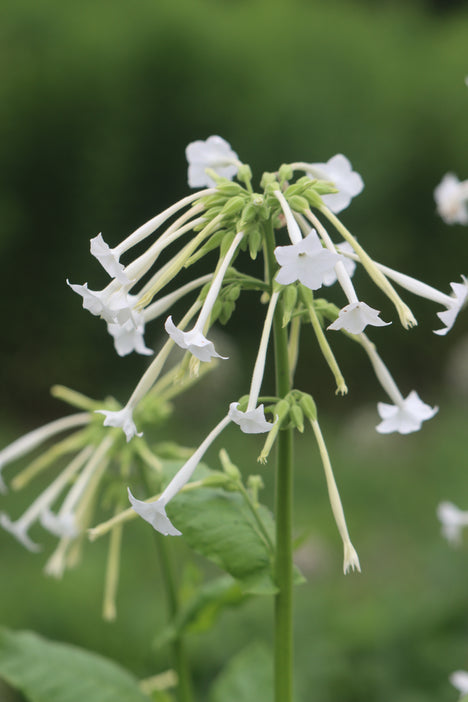 Nicotiana sylvestris
