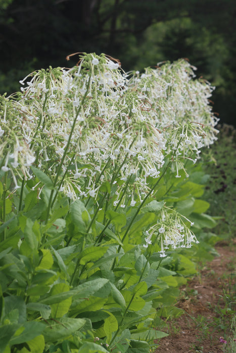 Ghost Pipes Nicotiana