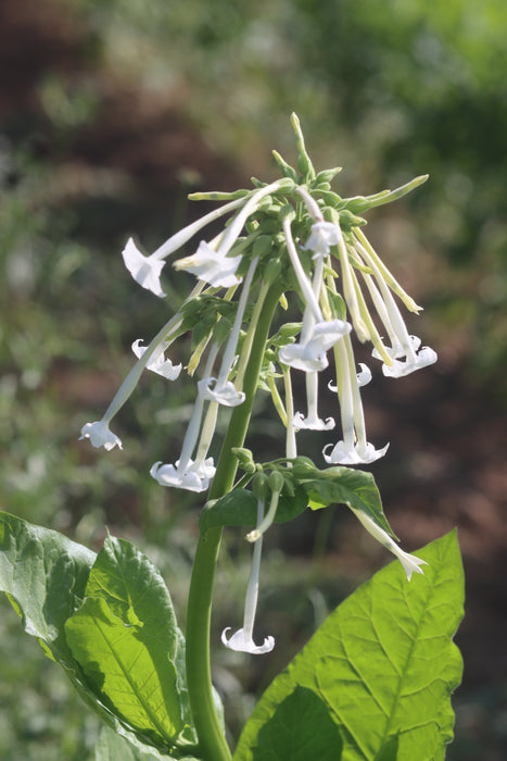 Ghost Pipes Nicotiana