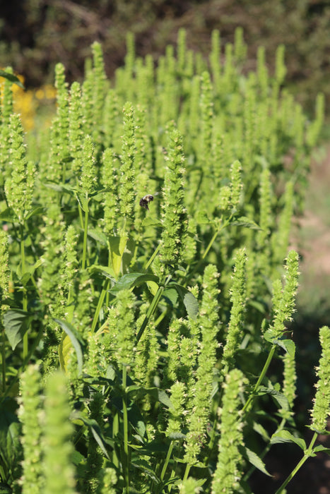 Giant Yellow Hyssop