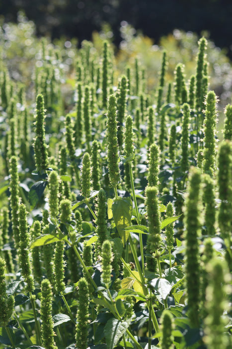 Giant Yellow Hyssop