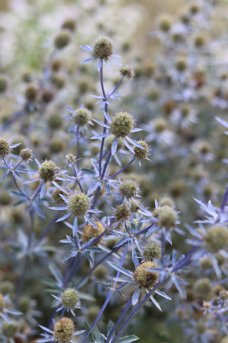 Blue and Silver Glitter Sea Holly