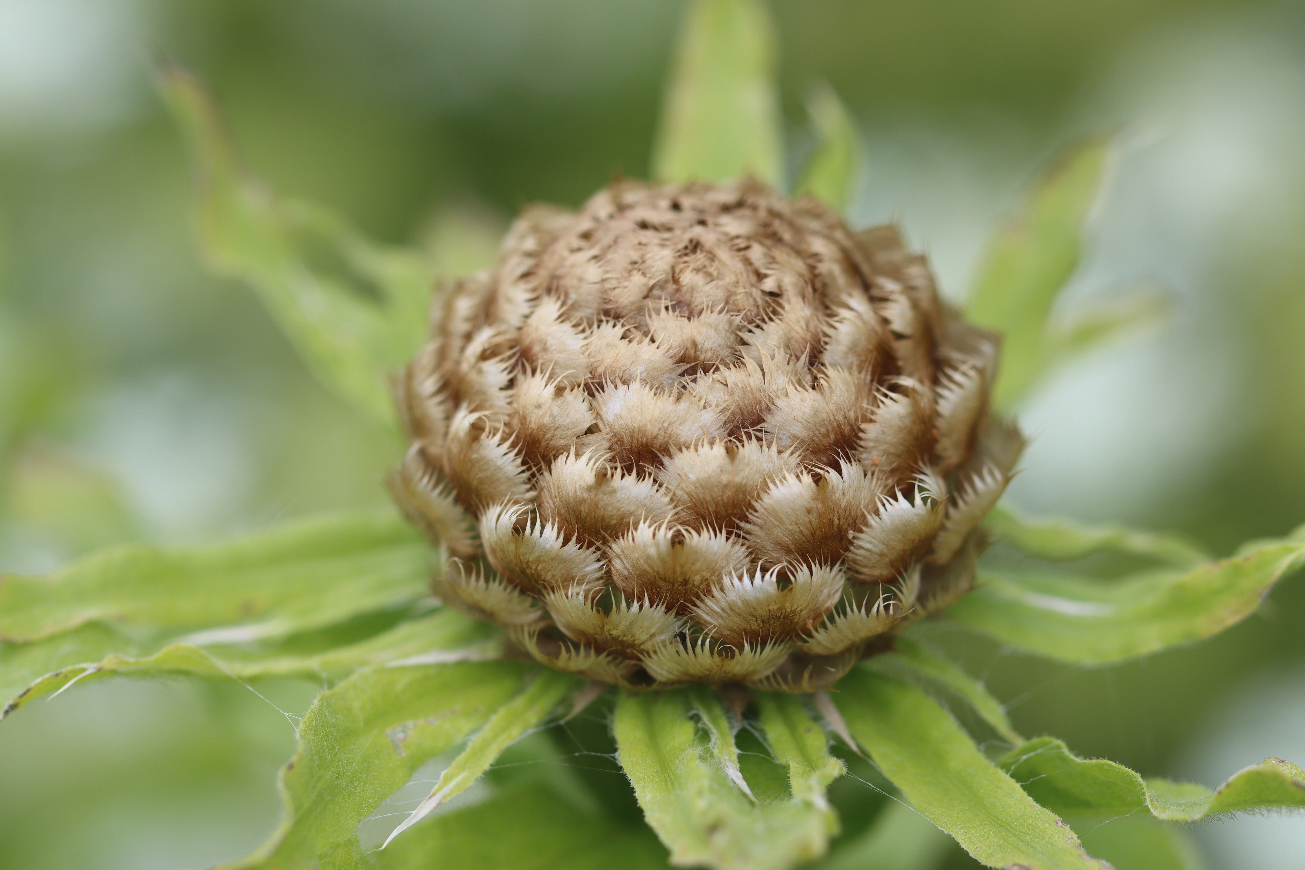 Globe Centaurea (Centaurea macrocephala) Seeds — Annapolis Seeds