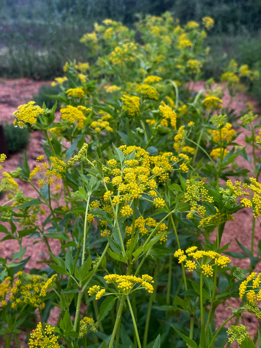 Golden Alexanders