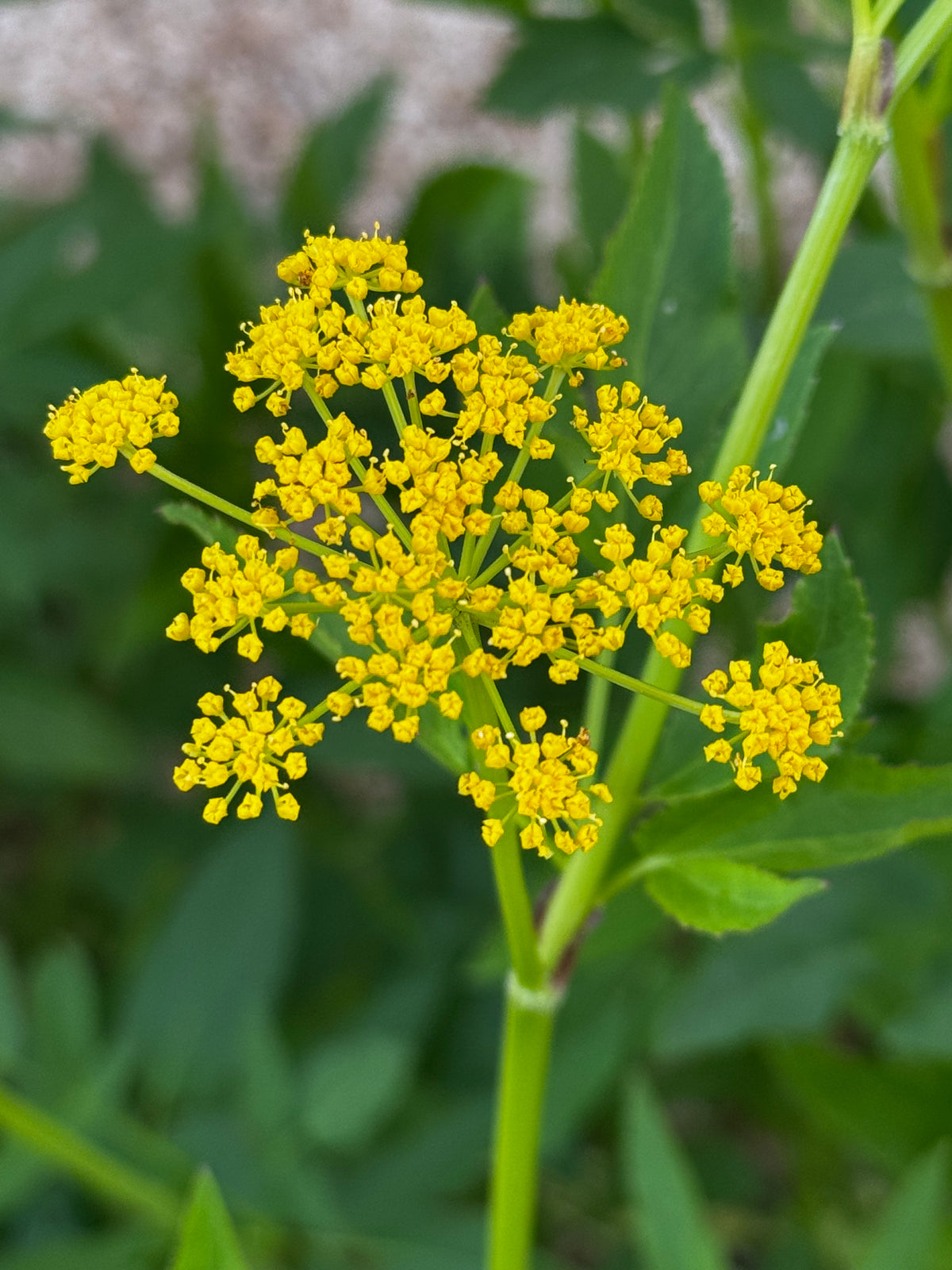 Golden Alexanders (Zizia aurea) — Annapolis Seeds