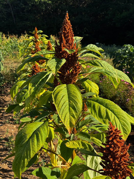 Golden Giant Amaranth
