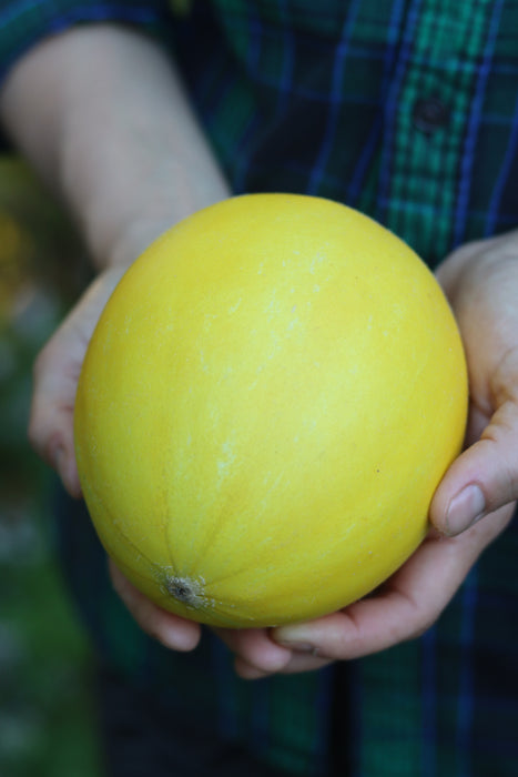 Golden Honeymoon Melon