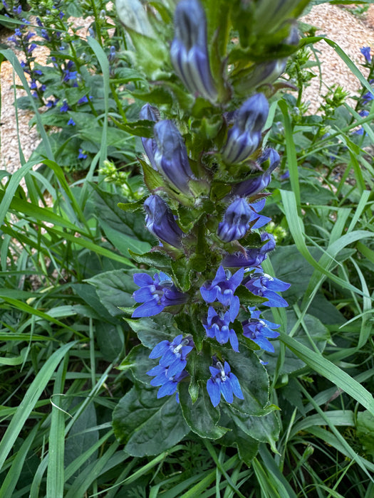 Great Blue Lobelia