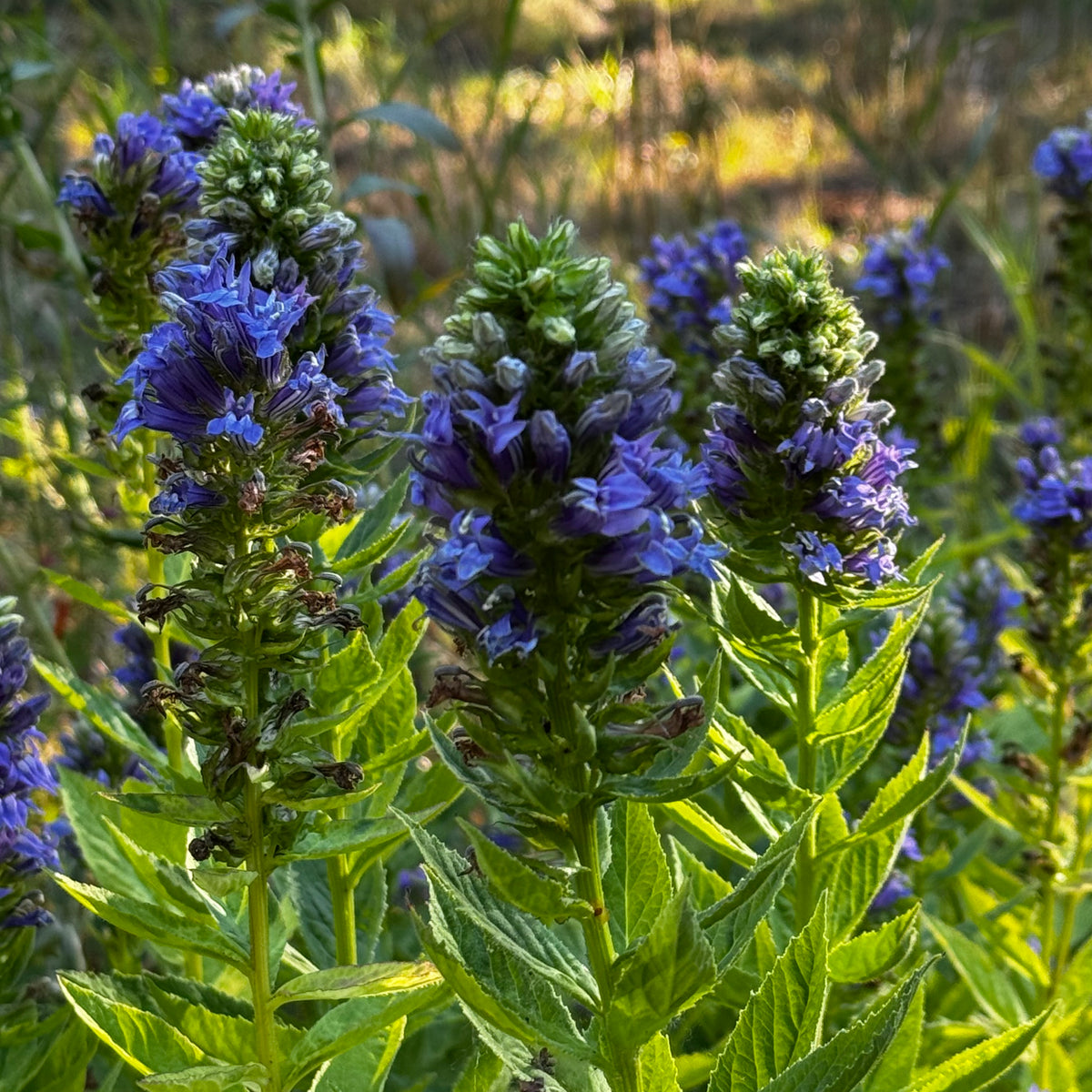 blue cardinal flower seeds Great Blue Lobelia (Lobelia siphilitica) — Annapolis Seeds