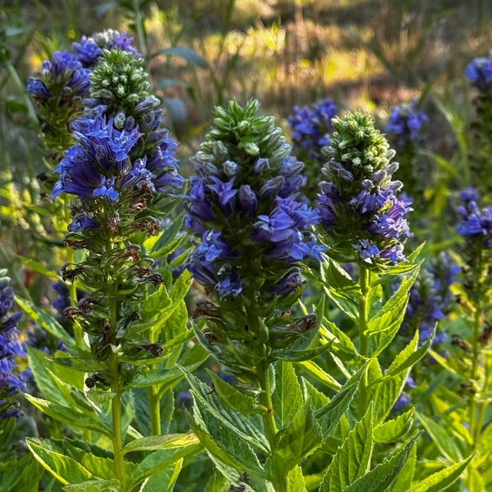 Great Blue Lobelia