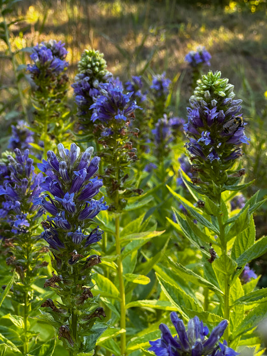 Great Blue Lobelia