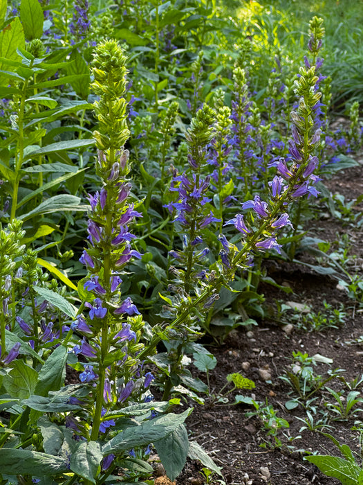 Great Blue Lobelia