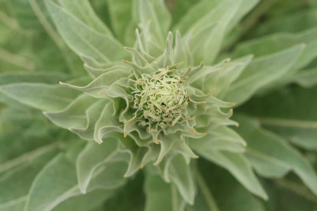 Greek Mullein