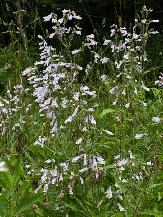 Hairy Beardtongue